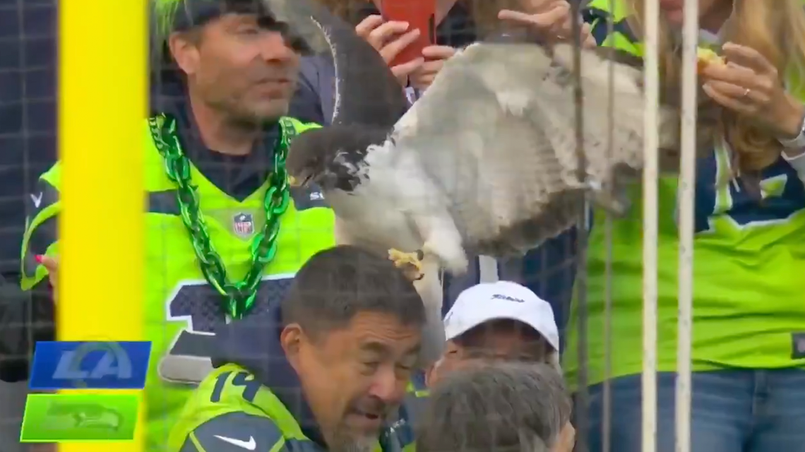 Five of the best examples of animals interrupting sporting events